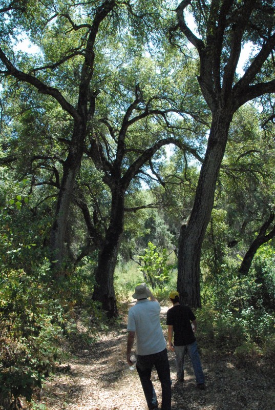 Bill and Jason on Forest Path Forest Path photo image