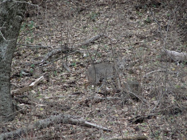 Bobcat photo image